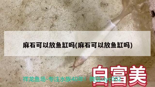 麻石可以放鱼缸吗(麻石可以放鱼缸吗) 黄金河虎鱼