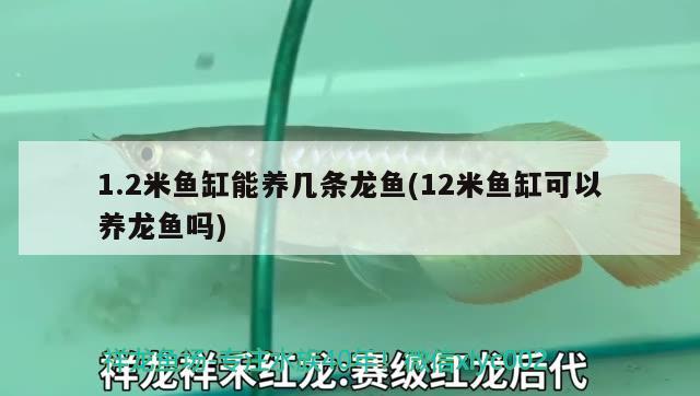 1.2米鱼缸能养几条龙鱼(12米鱼缸可以养龙鱼吗) 海水鱼（海水鱼批发）