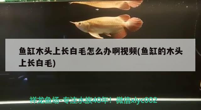 鱼缸木头上长白毛怎么办啊视频(鱼缸的木头上长白毛)