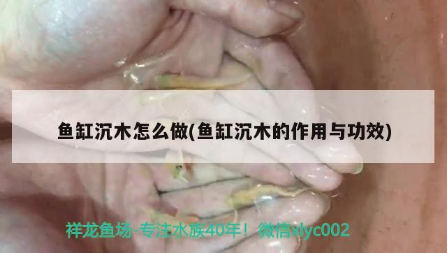 鱼缸沉木怎么做(鱼缸沉木的作用与功效)