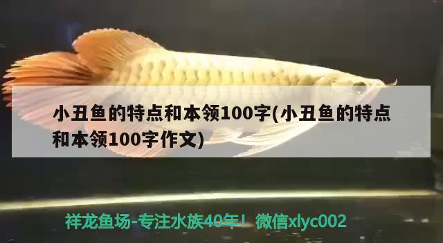 小丑鱼的特点和本领100字(小丑鱼的特点和本领100字作文) 海水鱼 第2张