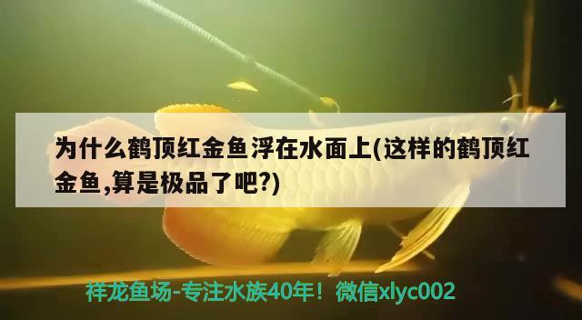 为什么鹤顶红金鱼浮在水面上(这样的鹤顶红金鱼,算是极品了吧?) 观赏鱼