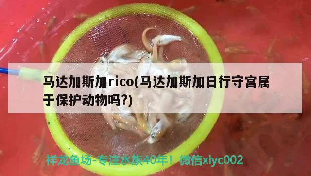 马达加斯加rico(马达加斯加日行守宫属于保护动物吗?) 观赏鱼