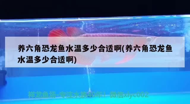 养六角恐龙鱼水温多少合适啊(养六角恐龙鱼水温多少合适啊) 观赏鱼