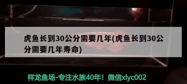 虎鱼长到30公分需要几年(虎鱼长到30公分需要几年寿命) 虎鱼百科