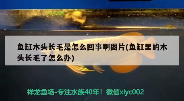 鱼缸木头长毛是怎么回事啊图片(鱼缸里的木头长毛了怎么办) 申古银版鱼