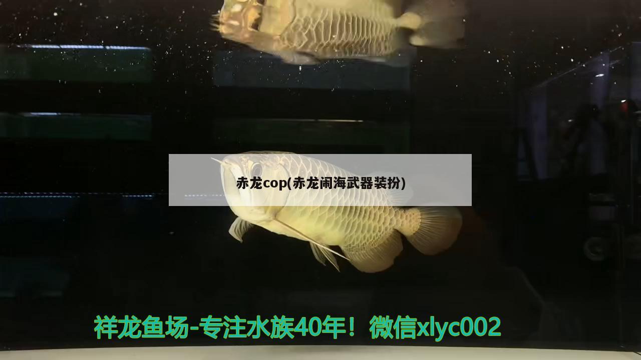 赤龙cop(赤龙闹海武器装扮)