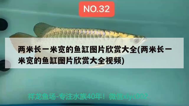 两米长一米宽的鱼缸图片欣赏大全(两米长一米宽的鱼缸图片欣赏大全视频)