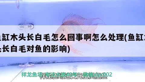 鱼缸木头长白毛怎么回事啊怎么处理(鱼缸木头长白毛对鱼的影响) 养鱼知识