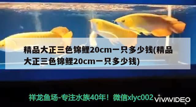 精品大正三色锦鲤20cm一只多少钱(精品大正三色锦鲤20cm一只多少钱) 三色锦鲤鱼