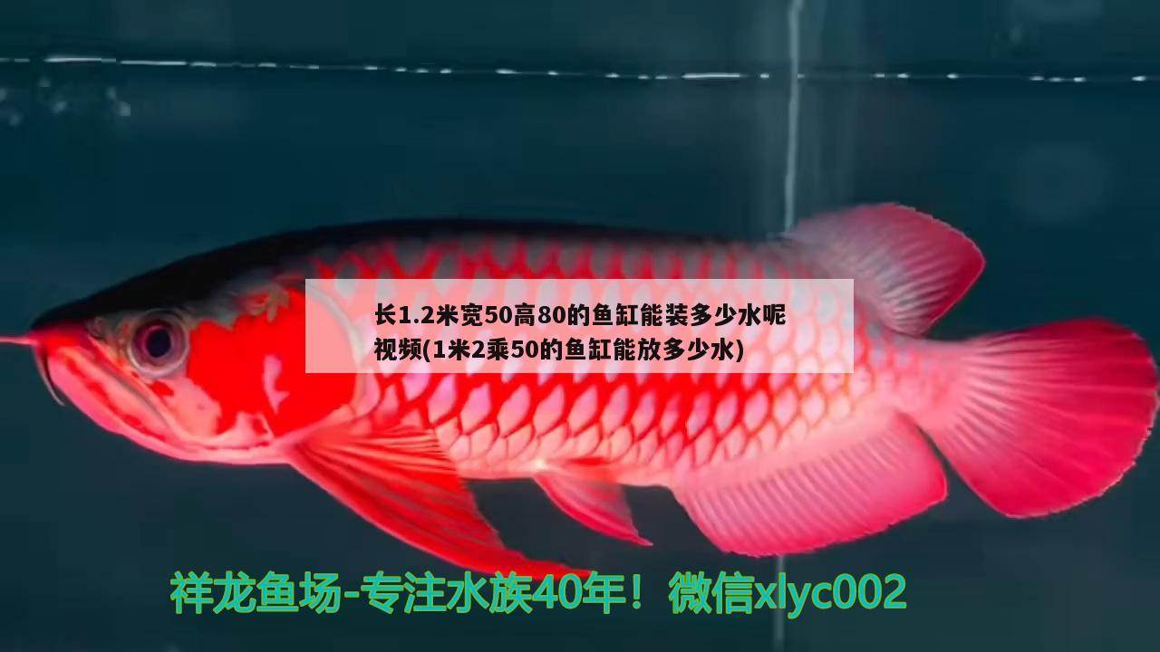 长1.2米宽50高80的鱼缸能装多少水呢视频(1米2乘50的鱼缸能放多少水)