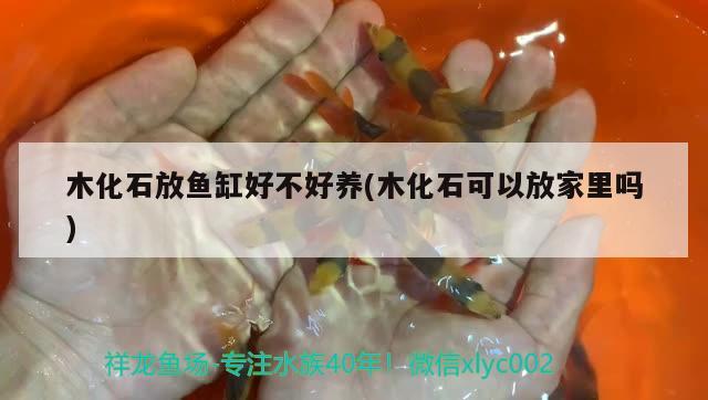 木化石放鱼缸好不好养(木化石可以放家里吗) 鱼缸清洁用具