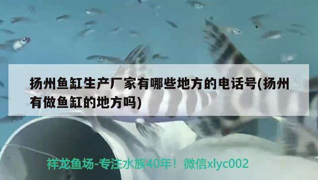 扬州鱼缸生产厂家有哪些地方的电话号(扬州有做鱼缸的地方吗) 蝴蝶鲤