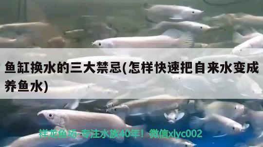 鱼缸换水的三大禁忌(怎样快速把自来水变成养鱼水)