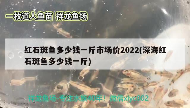 红石斑鱼多少钱一斤市场价2022(深海红石斑鱼多少钱一斤)