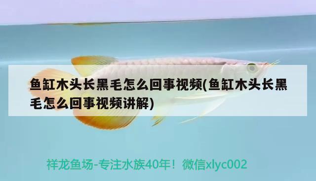 鱼缸木头长黑毛怎么回事视频(鱼缸木头长黑毛怎么回事视频讲解) 广州观赏鱼批发市场