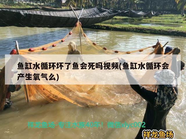 鱼缸水循环坏了鱼会死吗视频(鱼缸水循环会产生氧气么)