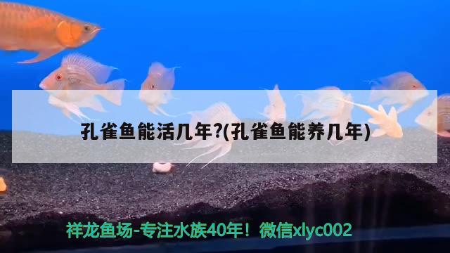 孔雀鱼能活几年?(孔雀鱼能养几年) 观赏鱼 第1张