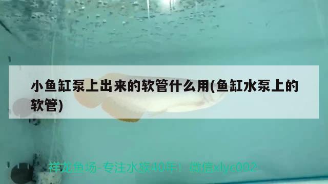 小鱼缸泵上出来的软管什么用(鱼缸水泵上的软管) 鱼缸水泵