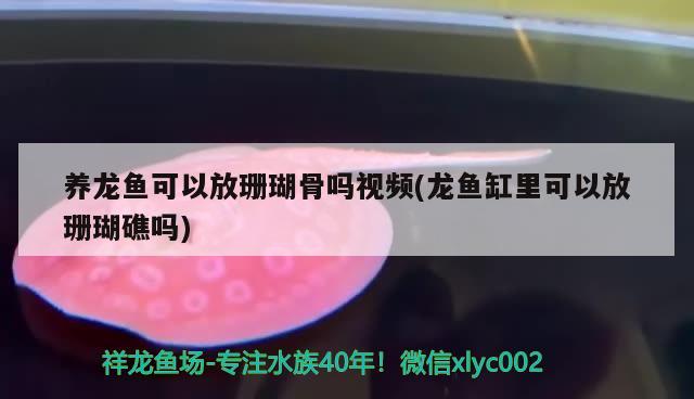 养龙鱼可以放珊瑚骨吗视频(龙鱼缸里可以放珊瑚礁吗) 龙凤鲤鱼