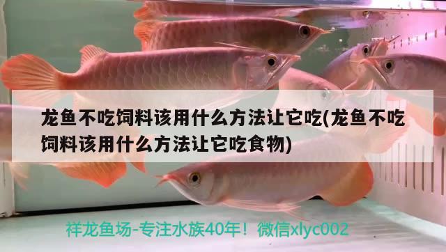 龙鱼不吃饲料该用什么方法让它吃(龙鱼不吃饲料该用什么方法让它吃食物)