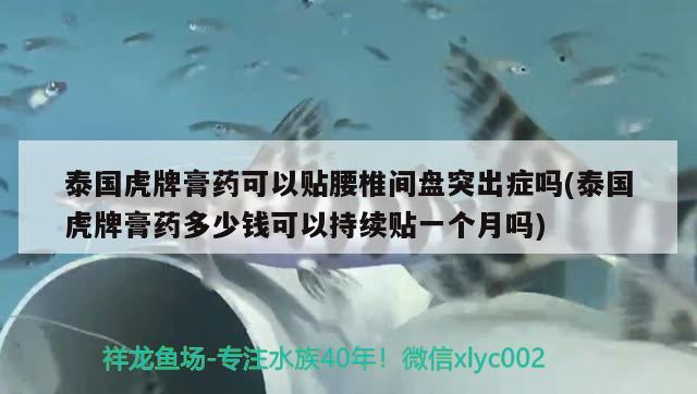 泰国虎牌膏药可以贴腰椎间盘突出症吗(泰国虎牌膏药多少钱可以持续贴一个月吗) 观赏鱼