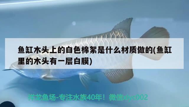 鱼缸木头上的白色棉絮是什么材质做的(鱼缸里的木头有一层白膜)