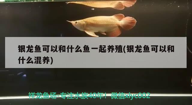 银龙鱼可以和什么鱼一起养殖(银龙鱼可以和什么混养)