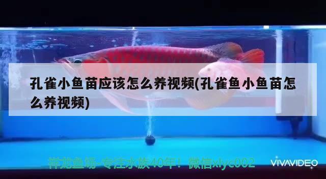 孔雀小鱼苗应该怎么养视频(孔雀鱼小鱼苗怎么养视频)