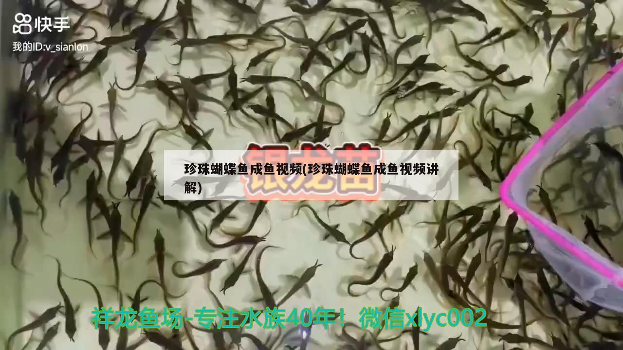 珍珠蝴蝶鱼成鱼视频(珍珠蝴蝶鱼成鱼视频讲解)