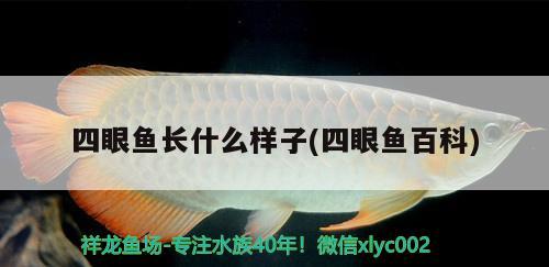 四眼鱼长什么样子(四眼鱼百科) 观赏鱼