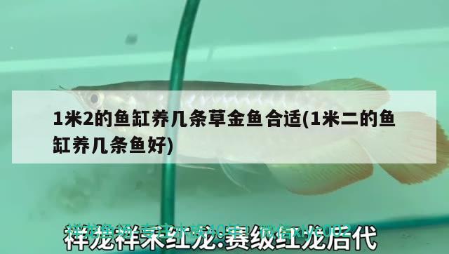 1米2的鱼缸养几条草金鱼合适(1米二的鱼缸养几条鱼好) 水族世界