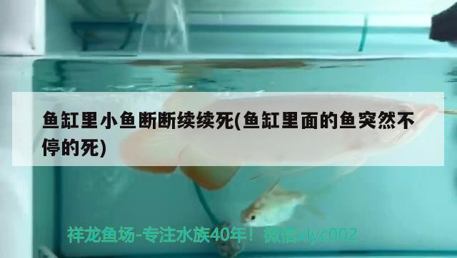 鱼缸里小鱼断断续续死(鱼缸里面的鱼突然不停的死) 水族灯（鱼缸灯）