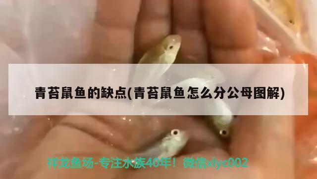 青苔鼠鱼的缺点(青苔鼠鱼怎么分公母图解)