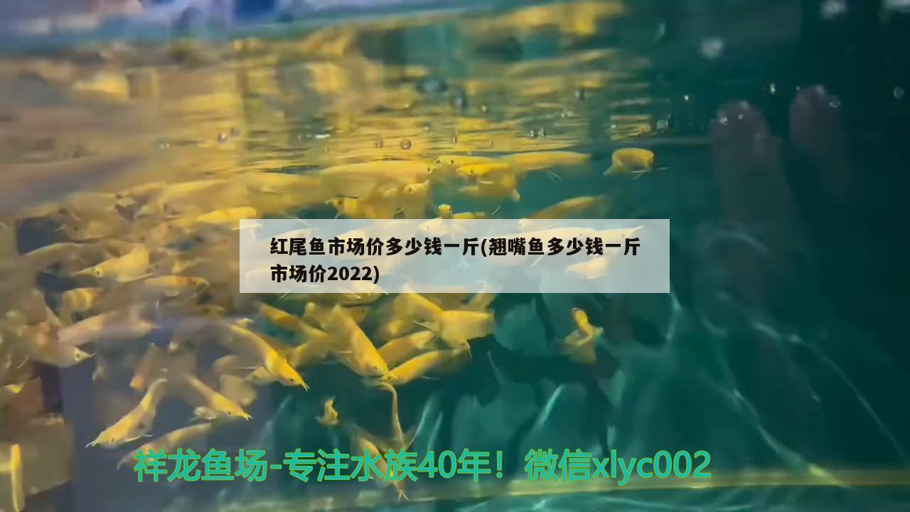 红尾鱼市场价多少钱一斤(翘嘴鱼多少钱一斤市场价2022)