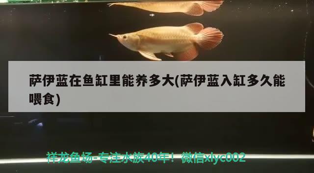 萨伊蓝在鱼缸里能养多大(萨伊蓝入缸多久能喂食) 萨伊蓝鱼