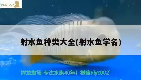 射水鱼种类大全(射水鱼学名) 观赏鱼