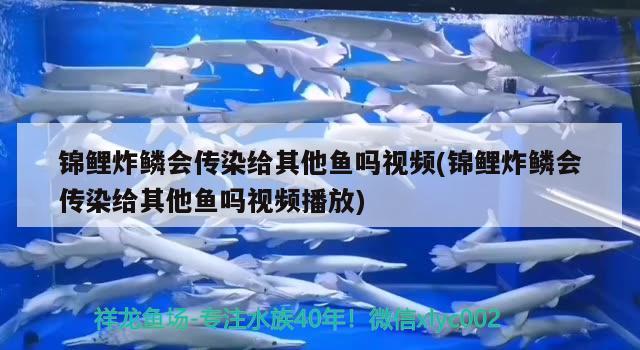 锦鲤炸鳞会传染给其他鱼吗视频(锦鲤炸鳞会传染给其他鱼吗视频播放) 观赏鱼