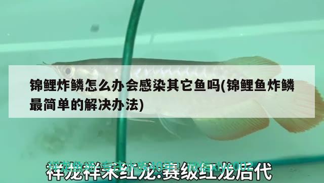 锦鲤炸鳞怎么办会感染其它鱼吗(锦鲤鱼炸鳞最简单的解决办法) 观赏鱼 第1张