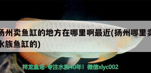 扬州卖鱼缸的地方在哪里啊最近(扬州哪里卖水族鱼缸的)