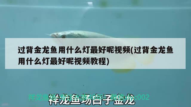 过背金龙鱼用什么灯最好呢视频(过背金龙鱼用什么灯最好呢视频教程) 过背金龙鱼