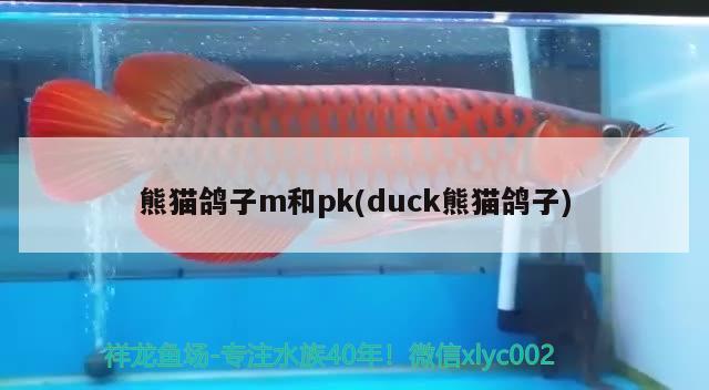 熊猫鸽子m和pk(duck熊猫鸽子) 观赏鱼 第2张