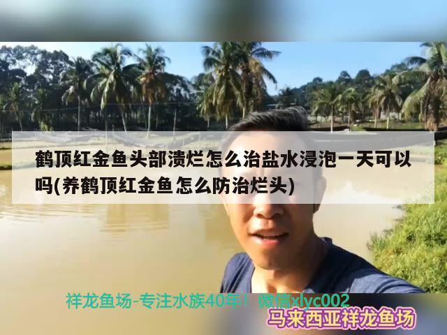 鹤顶红金鱼头部溃烂怎么治盐水浸泡一天可以吗(养鹤顶红金鱼怎么防治烂头)