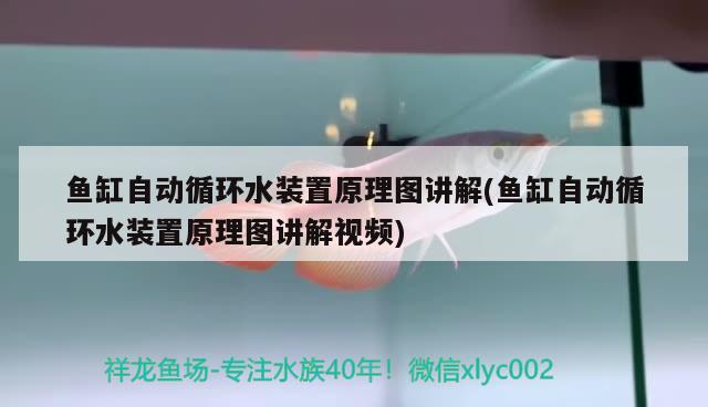 鱼缸自动循环水装置原理图讲解(鱼缸自动循环水装置原理图讲解视频) 猪鼻龟