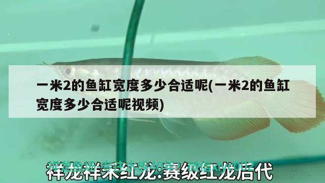 一米2的鱼缸宽度多少合适呢(一米2的鱼缸宽度多少合适呢视频) 成吉思汗鲨（球鲨）鱼