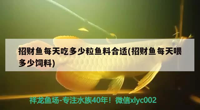 招财鱼每天吃多少粒鱼料合适(招财鱼每天喂多少饲料) 观赏鱼 第2张