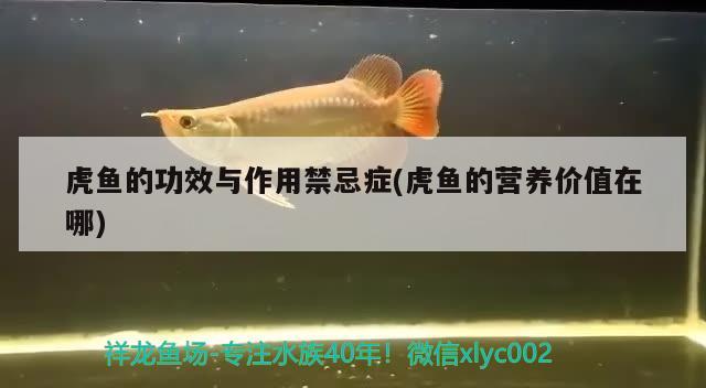 虎鱼的功效与作用禁忌症(虎鱼的营养价值在哪) 虎鱼百科