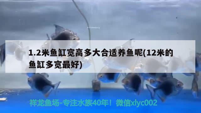 1.2米鱼缸宽高多大合适养鱼呢(12米的鱼缸多宽最好)