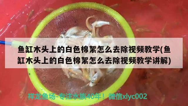 鱼缸木头上的白色棉絮怎么去除视频教学(鱼缸木头上的白色棉絮怎么去除视频教学讲解) 南美异形观赏鱼 第3张