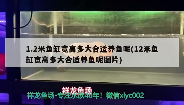 1.2米鱼缸宽高多大合适养鱼呢(12米鱼缸宽高多大合适养鱼呢图片)